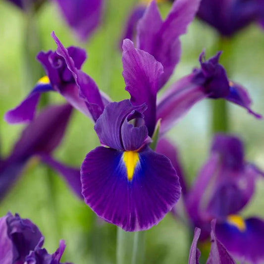 Dutch Iris ‘Valentine’ – Top-Size Bulbs for Fall Planting | Rich Indigo-Purple Blooms, Hardy Spring Flower Bulbs Ideal for Borders, Beds, and Cut Arrangements | Easy-to-Grow Dutch Variety