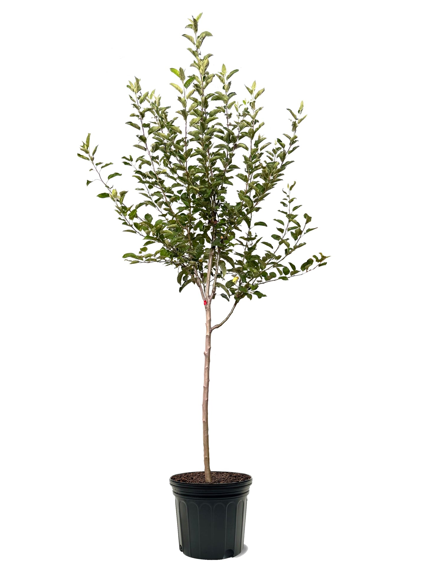 American Plant Exchange Apple Tree 'Semi Dwarf McIntosh' – Live Fruit-Bearing Plant, 7-Gallon Pot, Cold-Hardy, for Home Orchards, Backyard Gardens & Edible Landscapes