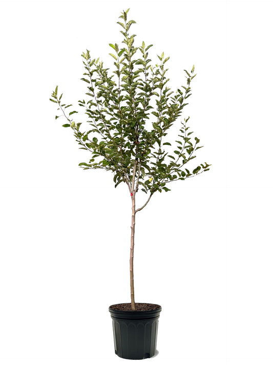 American Plant Exchange Apple Tree 'Semi Dwarf McIntosh' – Live Fruit-Bearing Plant, 7-Gallon Pot, Cold-Hardy, for Home Orchards, Backyard Gardens & Edible Landscapes