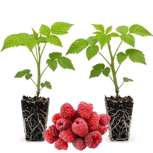 Set 2 Caroline Red Raspberry Plants Live for Planting, 4-8 Inch Tall, Sweet Fruits, Raspberry Bushes Live Plant for Home Garden