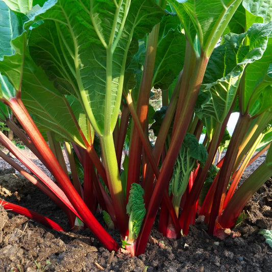 Rhubarb Plants Root for Planting, Hardy Rhubarb Plant Root for Outdoor Garden, Perennial, Size 3 to 6 Inch (5 Pack)