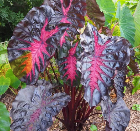 Live Plant - Colocasia esculenta- Elephant Ear - Small Rooted Starter Plant