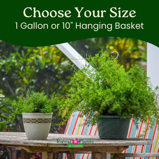 Sprengeri Fern – Live Asparagus Fern in 1 Gallon Nursery Pot – Lush, Cascading Green Foliage for Shade Gardens & Indoor Spaces – Easy-Care Perennial, Thrives in Humidity