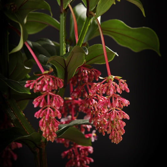 Live Plant - Florinilla Bella Medinilla PlantLive Well Rooted Starter Plant