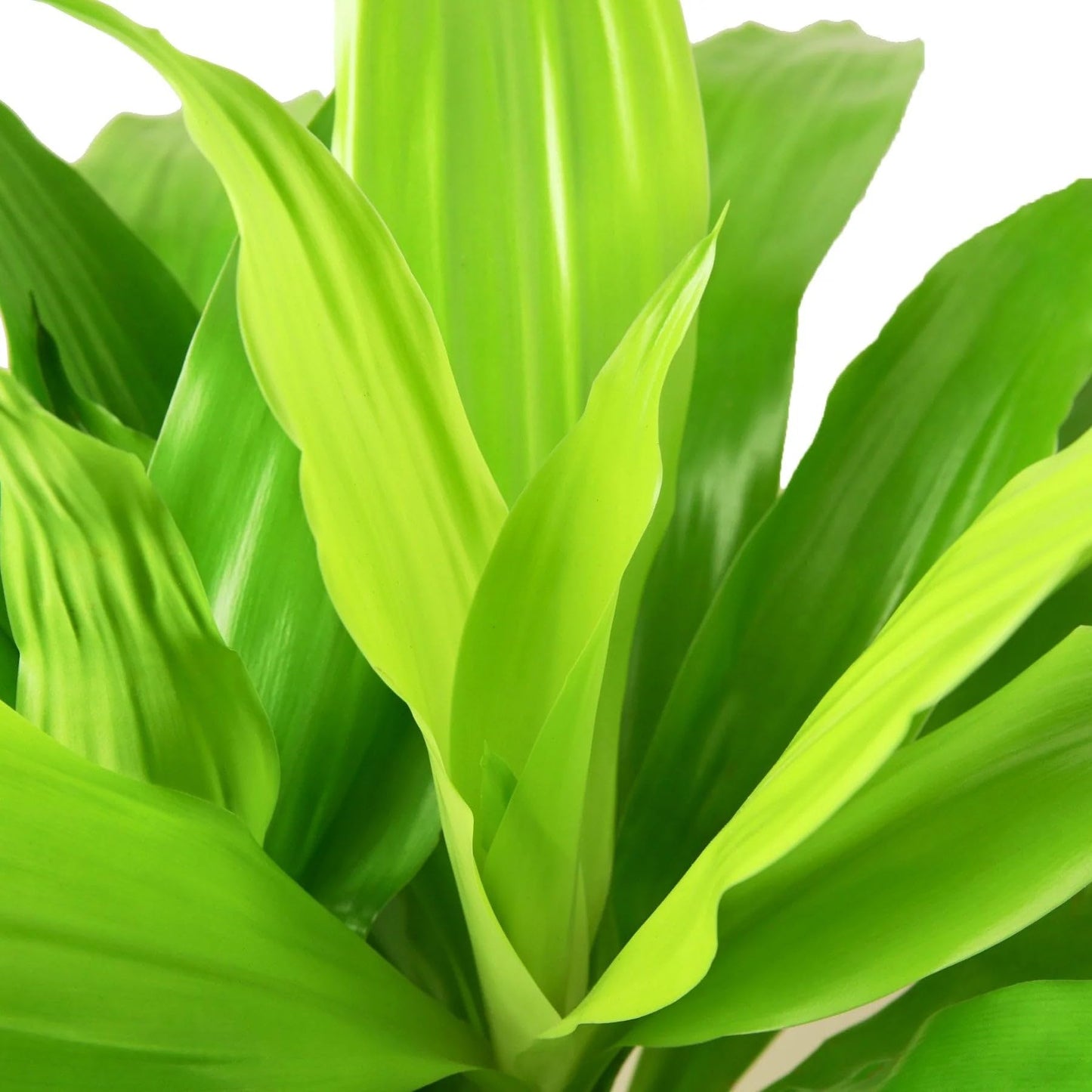7 Pack Dracaena 'Lime Light' in 6in Pot - Live Plants Tropical Houseplants | Variegated | USA Growers | The Snobby Leaf