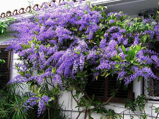 Live Plant - 4" Pot Queens WREATHPetrea volubilisSandpaper Bluebird VineRooted Plant