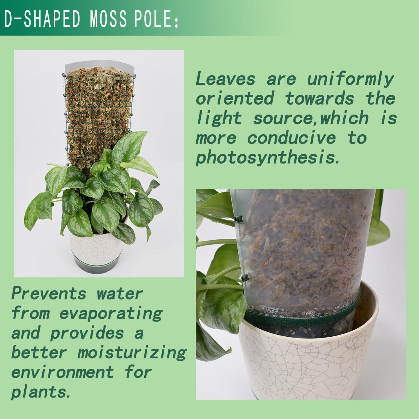 Metal Moss Poles for Climbing Plants, D-Shape Sphagnum Moss Pole Monstera Plant Support for Climbing Plants, DIY Plant Stakes Work with Sphagnum Moss (12ft D-Shaped & 28ft Round)