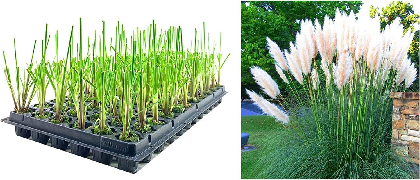 Dwarf Pampas Grass | 20 Live Plants | Cortaderia Selloana Pumila | Compact Low Maintenance Drought Tolerant Ornamental Grass