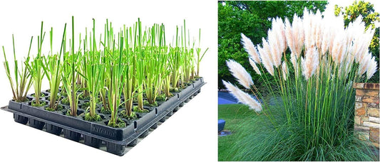 Dwarf Pampas Grass | 20 Live Plants | Cortaderia Selloana Pumila | Compact Low Maintenance Drought Tolerant Ornamental Grass