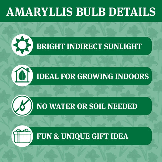 Green Base Waxed Amaryllis Flower Bulb with Stand, No Water Needed