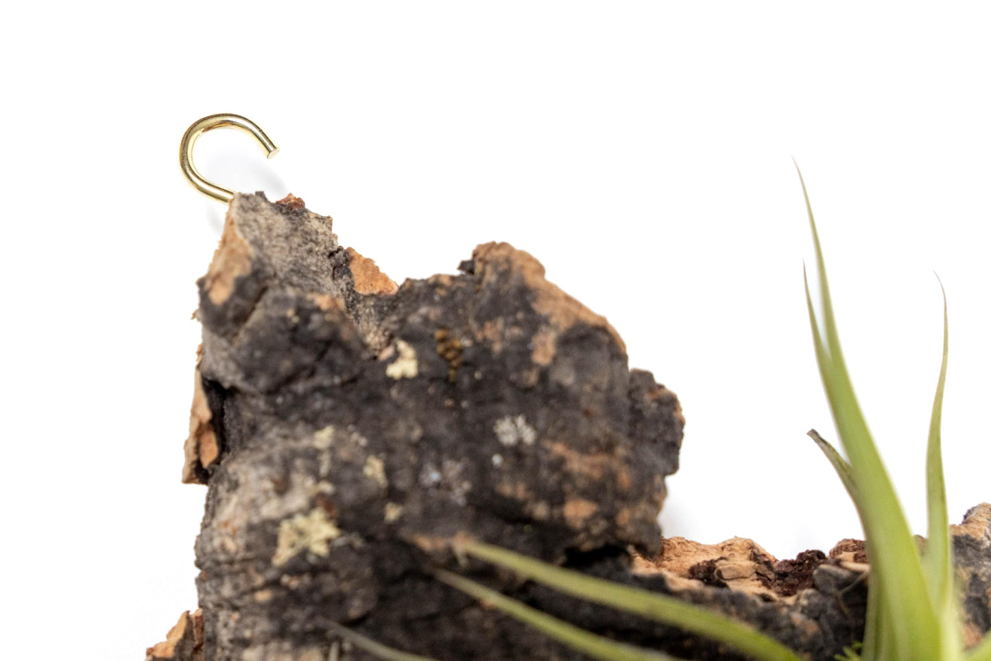 Air Plant Shop Fully Assembled Air Plant Cork Bark Displays - Wholesale and Bulk - Succulents - Live Tillandsia - Easy Care Indoor and Outdoor House Plants (Small)