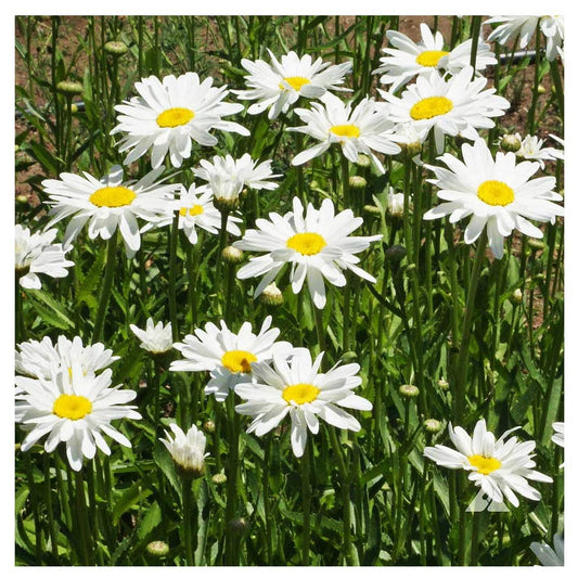 Alaska Shasta Daisy - Perennial, Full Sun Daisy Chrysanthemum - 5,800 Seeds - 30" Tall