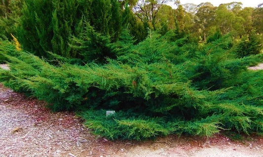 Seagreen Juniper | 1 Extra Large Trade 3 Gallon Plant | Elegant & Hardy Evergreen Shrub, Perfect for Ground Cover, Landscaping, Topiary & Bonsai, Vibrant Foliage for Garden & Outdoor Spaces