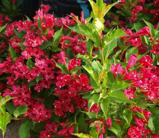 Live Plant - 2 Ruby Red Weigela Shrubs - Live Potted Plants - 6-12" Tall Seedlings - 4" Pot