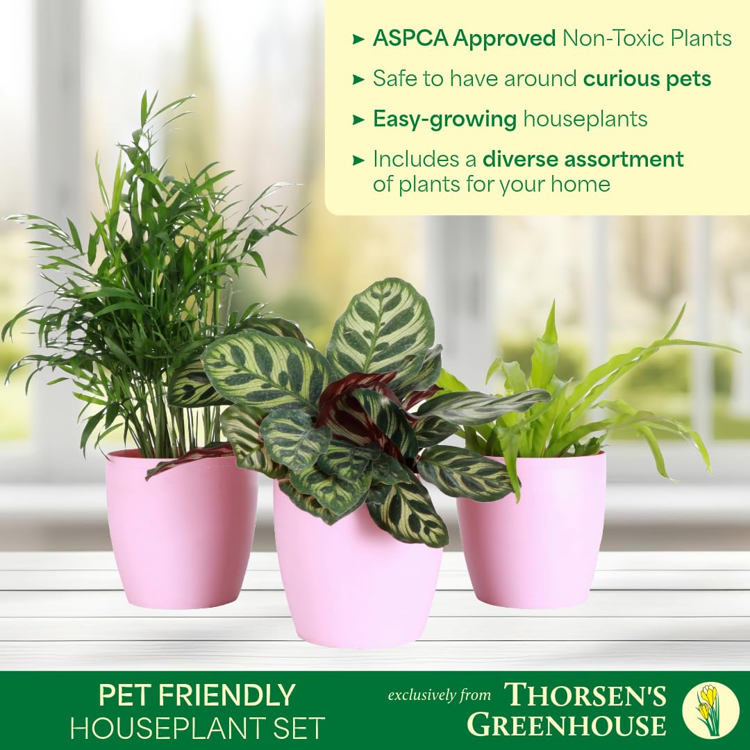 Thorsen's Greenhouse Live Pet Friendly Indoor Houseplants, Live Plants, Safe for Pets, 4" Diameter Pot, 3-Pack (Brushed Silver)