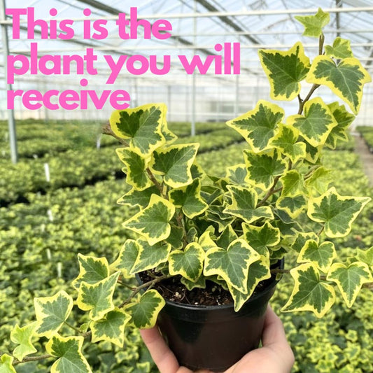 Gold Child Ivy Plant Live in 6 Inch Pot | English Ivy Live Plants | Trailing & Climbing Easy-Care Ivy Houseplant | Real English Ivy Plant for Pots, Shelves & Hanging Displays