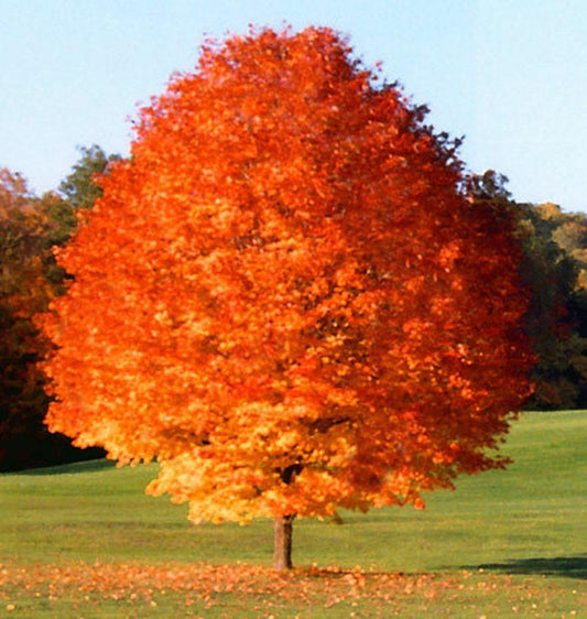 Live Plant - October Glory Maple Tree - Live Plant - 12-24" Tall - Quart Pot - Fast Growing