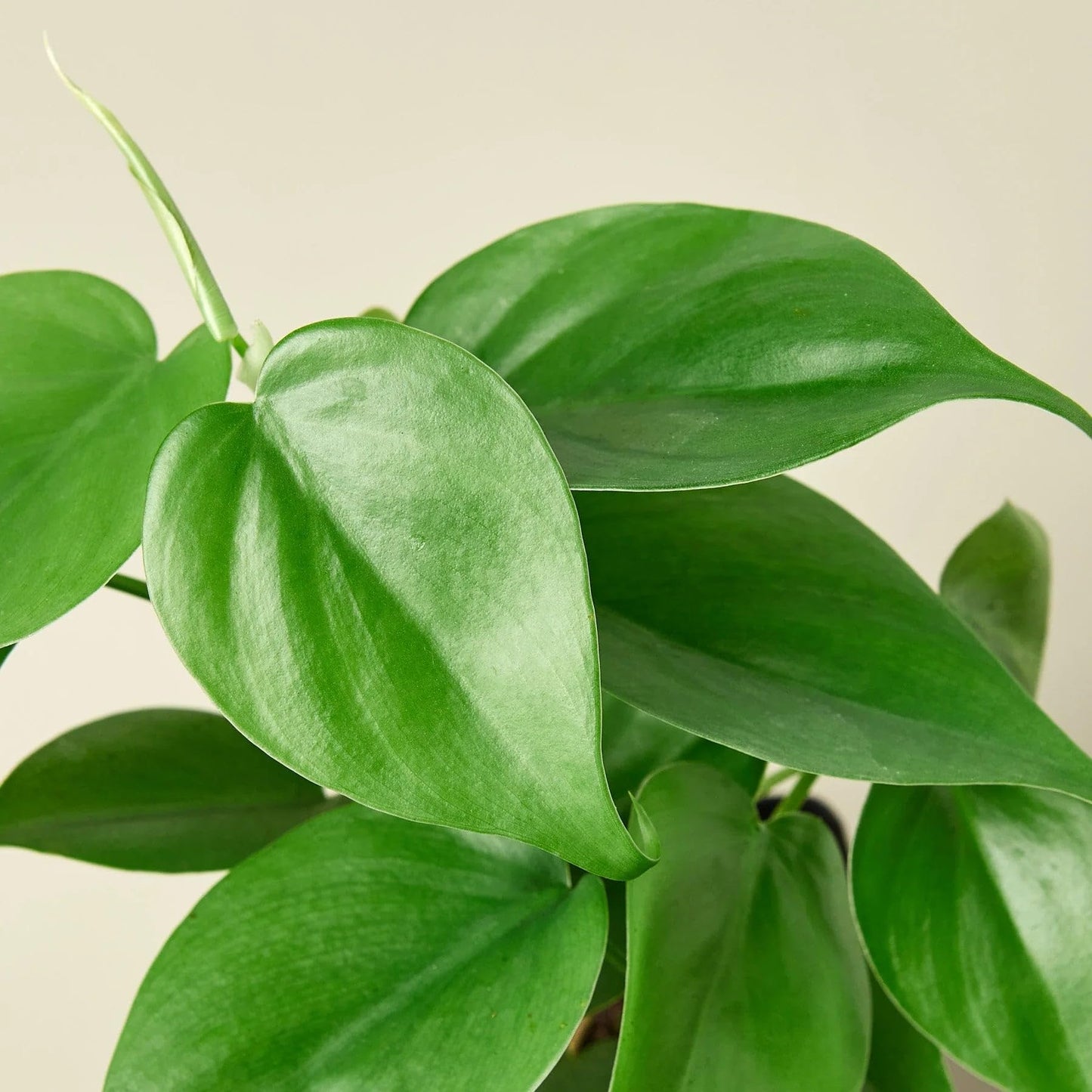2 Pack Philodendron Cordatum Heartleaf in 4in Pot - Live Plants Tropical Houseplants | Variegated | USA Growers | The Snobby Leaf