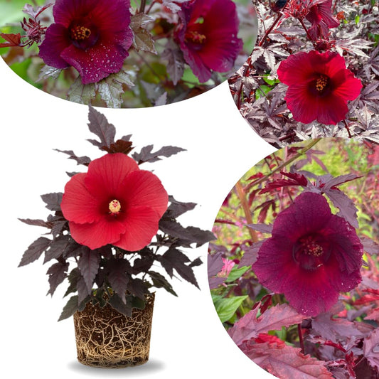 Cranberry Hibiscus Plant Live, Cold Hardy, Size 4-6" in Tall, Dormant in Winter, Spring Blooms, Hibiscus Trees Perennial Flower, No Pot