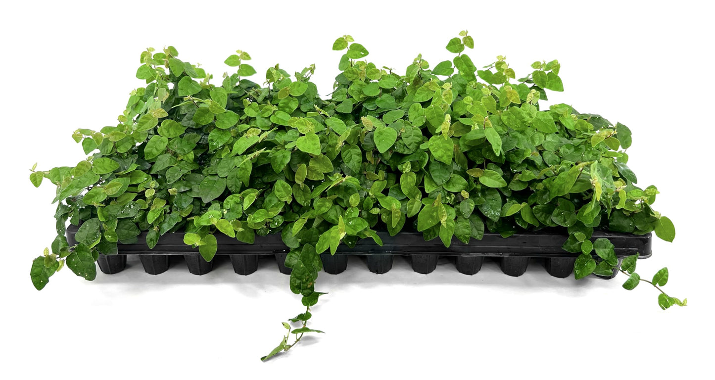 Creeping Fig Vine | 20 Live Plants | Ficus Pumila | Fast-Growing Ground Cover | Evergreen Climbing Vine for Walls & Trellises