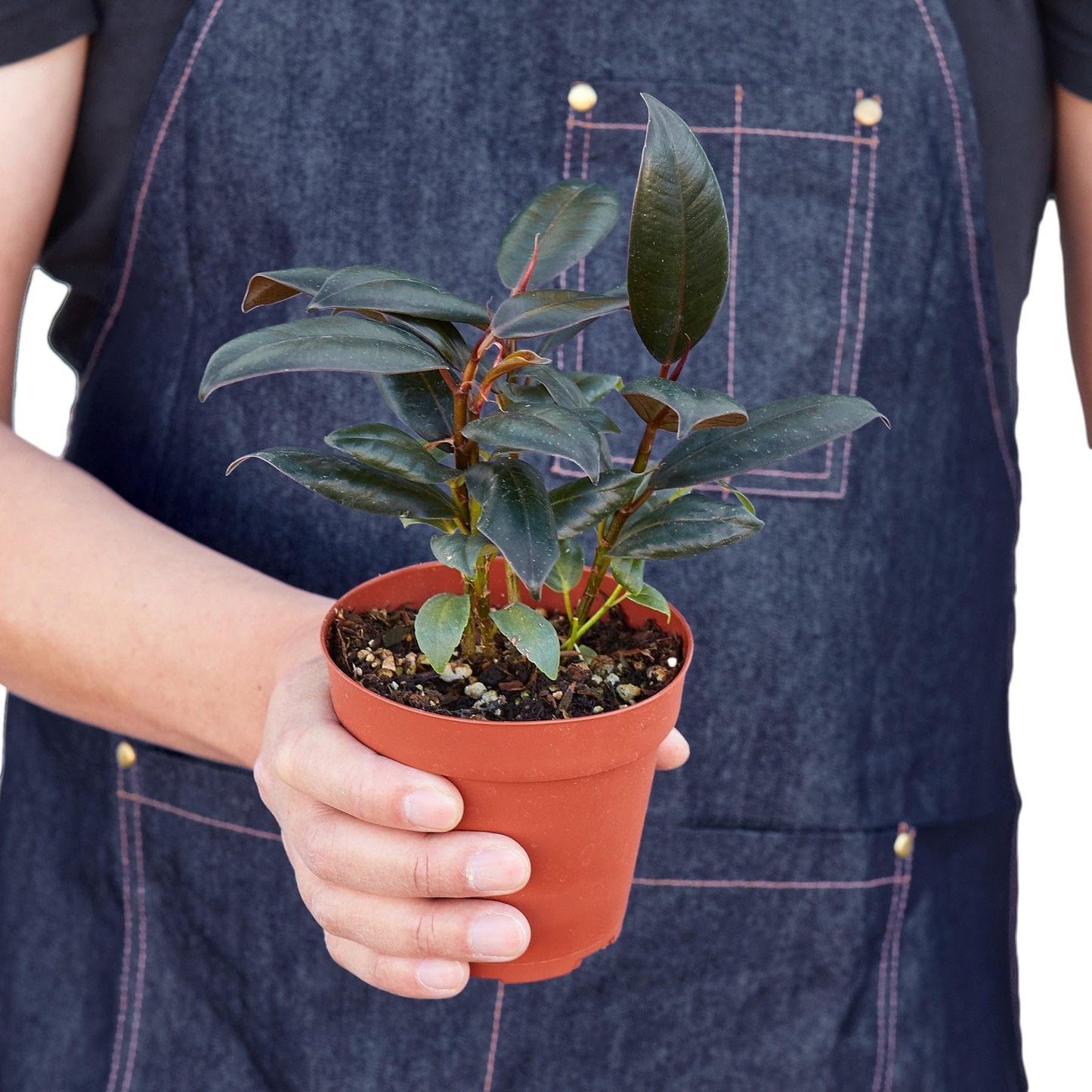 6 Pack Ficus Elastica 'Burgundy' in 4in Pot - Live Plants Tropical Houseplants | Variegated | USA Growers | The Snobby Leaf