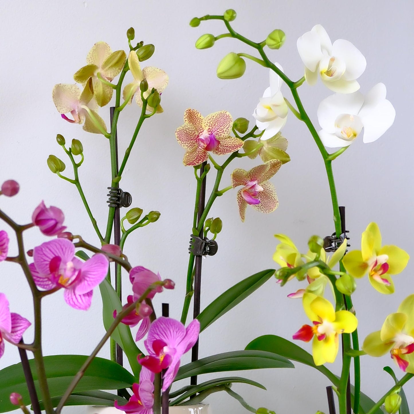 Premium Yellow Live Orchid Plant Blooming in 3.5" Blue & White Orchid Pot, Live Plants, Houseplant Gifts, Approx. 16" Tall, Pet Friendly Houseplants, Phalaenopsis Moth Flower by Plants for Pets
