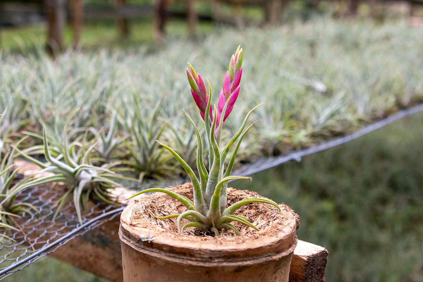 Tillandsia Caput Medusae Air Plants - Live Succulent House Plants - Available in Wholesale and Bulk - Home and Garden Decor - Easy Care Indoor/Outdoor Air Plant (Pack of 50)