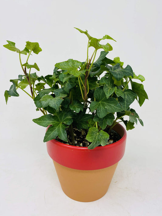 Clay Pot Baltic Ivy