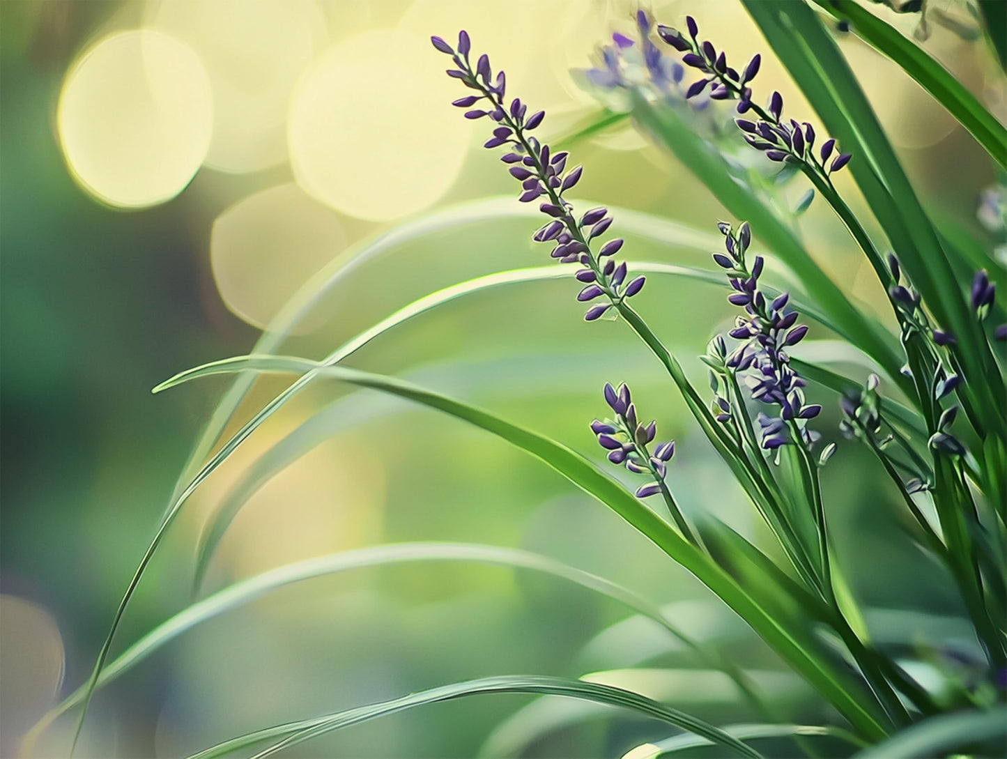 Big Blue Lilyturf | 30 Live Plants | Liriope muscari ‘Big Blue’ | Flowering Ground Cover for Landscaping | Low-Maintenance Ornamental Grass