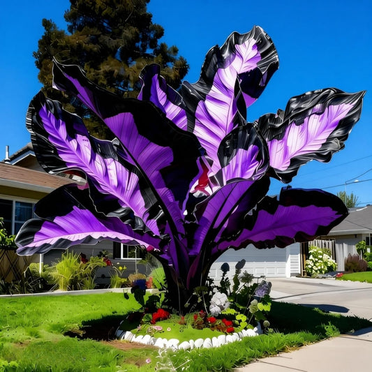 OJHJXUG Black Magic Elephant Ear Potted Decor-Compact Size with Rich Colored Leaves for Landscape, Cold Tolerant (6)