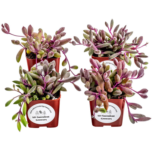 Live Trailing Succulent 4 Pack | Well Rooted Hanging Ruby Necklace (Little Pickles) Planted in 2 inch Pots | Small Plants for Baskets or Planters | DIY, Home Outdoor/Indoor Wedding or Birthday Gift