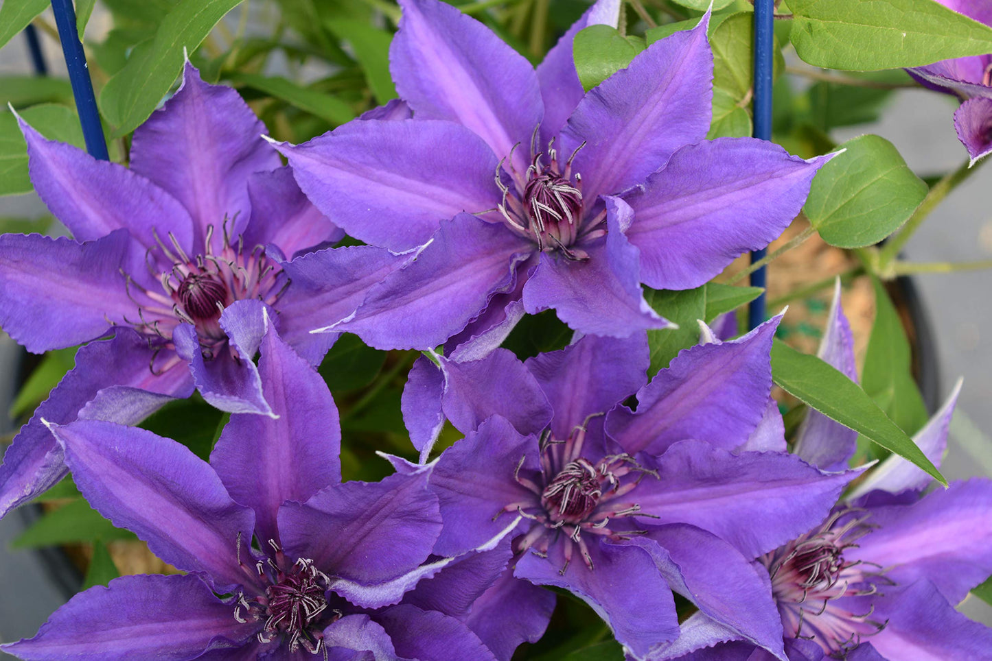 Raymond Evison Clematis - Clematis Edda (Clematis) Perennial, purple flowers with dark red bar, 8`` - Size Container