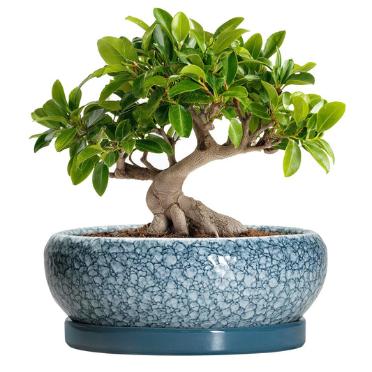 EPFamily Bonsai Pots 10 Inch - Ceramic Succulent Planters with Drainage Hole and Saucer, Succulent Pots for Indoor Outdoor, Shallow Flower Pot, Round Planter, Patio Decor, Housewarming Gifts, Blue