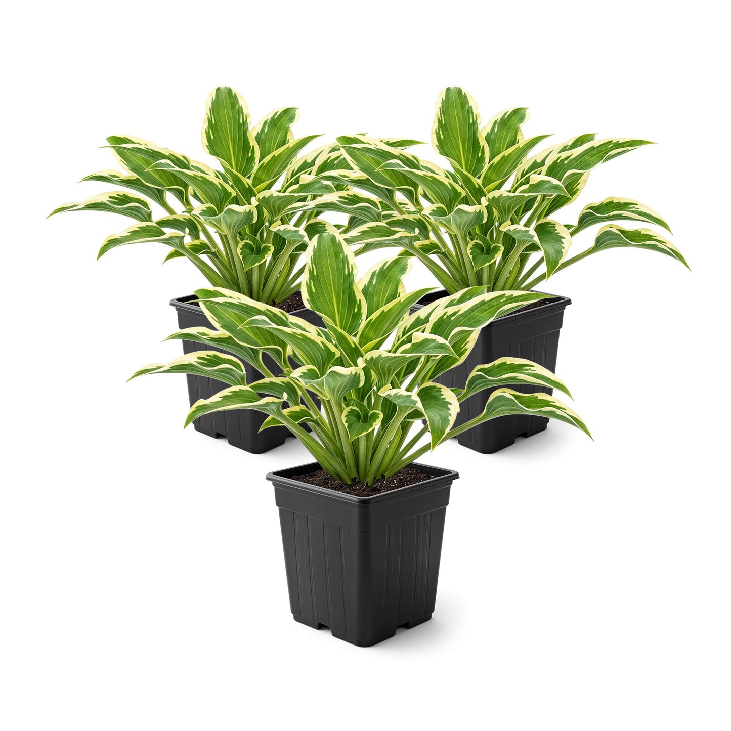 Live Perennial Hosta - Libby (3 Plants Per Pack) Beautiful Accent Plant, 10" Tall by 4" Wide in 1 Qt Pot