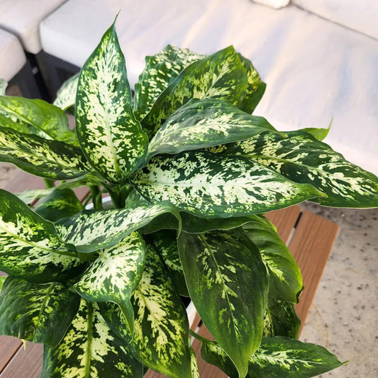 Dieffenbachia 'Dumb Cane' Live Indoor Houseplant, Variegated Green and White Tropical Foliage (Small Ceramic)