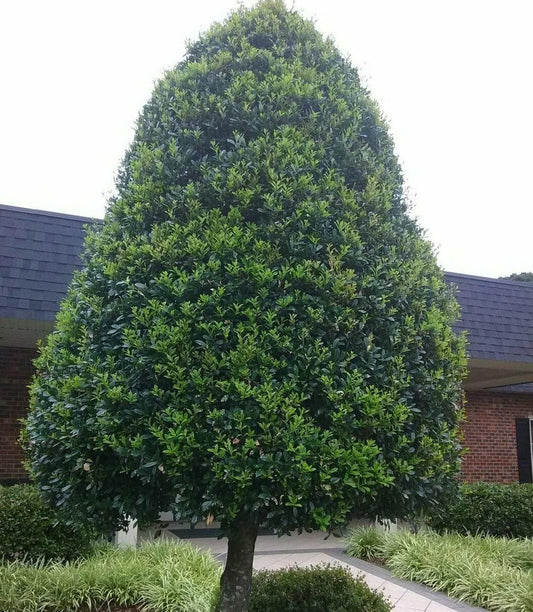 Live Plant - Foster Holly Shrub/Hedge - Live Potted Tree - 12-24" Tall Plant - Gallon Pot