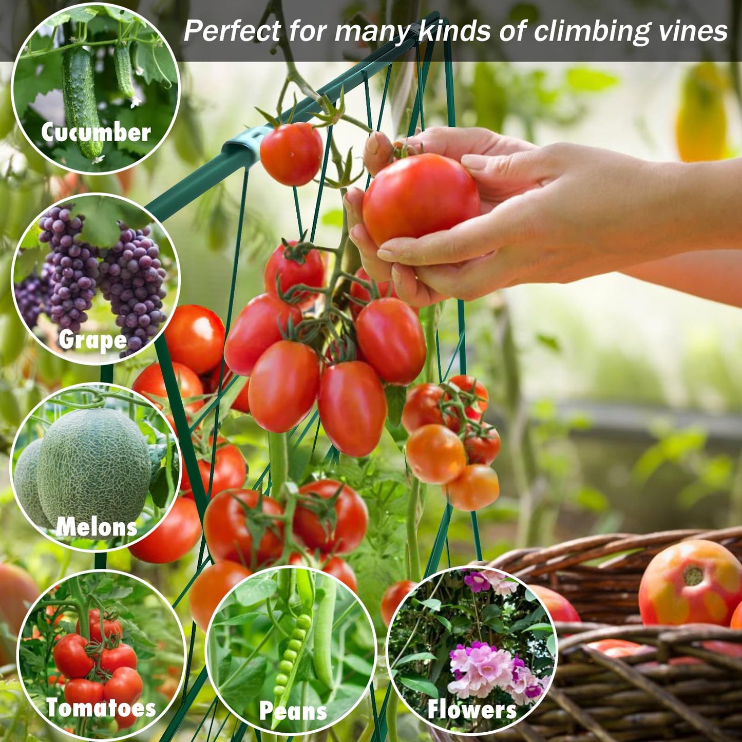Thickened Cucumber Trellis for Raised Garden Bed,48"x16" Foldable Frame Metal Vegetable Trellis for Climbing Plants Outdoor Plant Support for Grape Tomato Peas, Fruit, Vine,Bean(Green) (2)