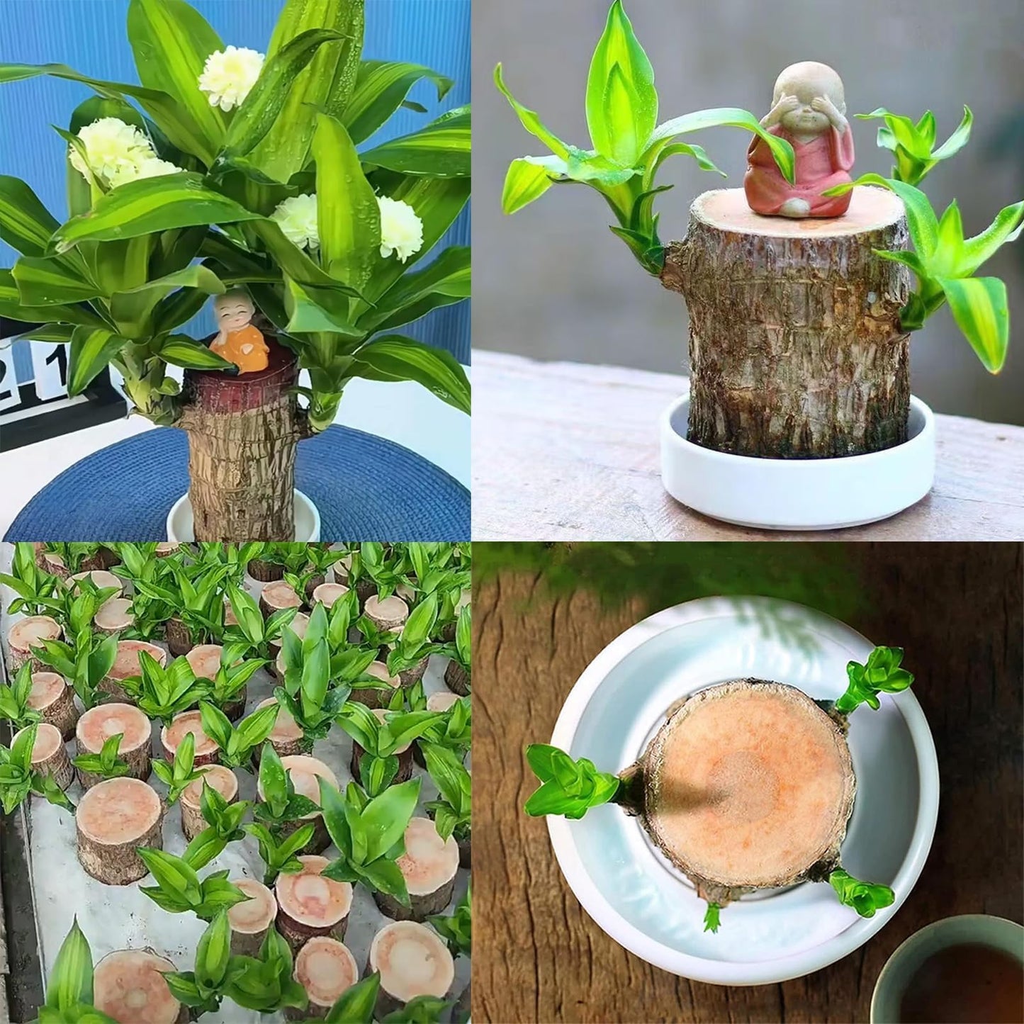 Brazilian Lucky Wood Plant,Brazilian Wood Doesn't Need to Wait to Sprout, Natural Air Cleaner, Suitable for Home Office Desk Decor (Yellow)