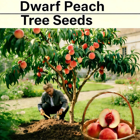 Mixrug Organic Dwarf Peach Seeds for Planting Outdoor, 5pcs Perennial Organic Peachs Fruit Tree Seeds Sweet Edible Plants, Non-GMO Heirloom Sweet Juicy Fruits Plants in Your Home Garden