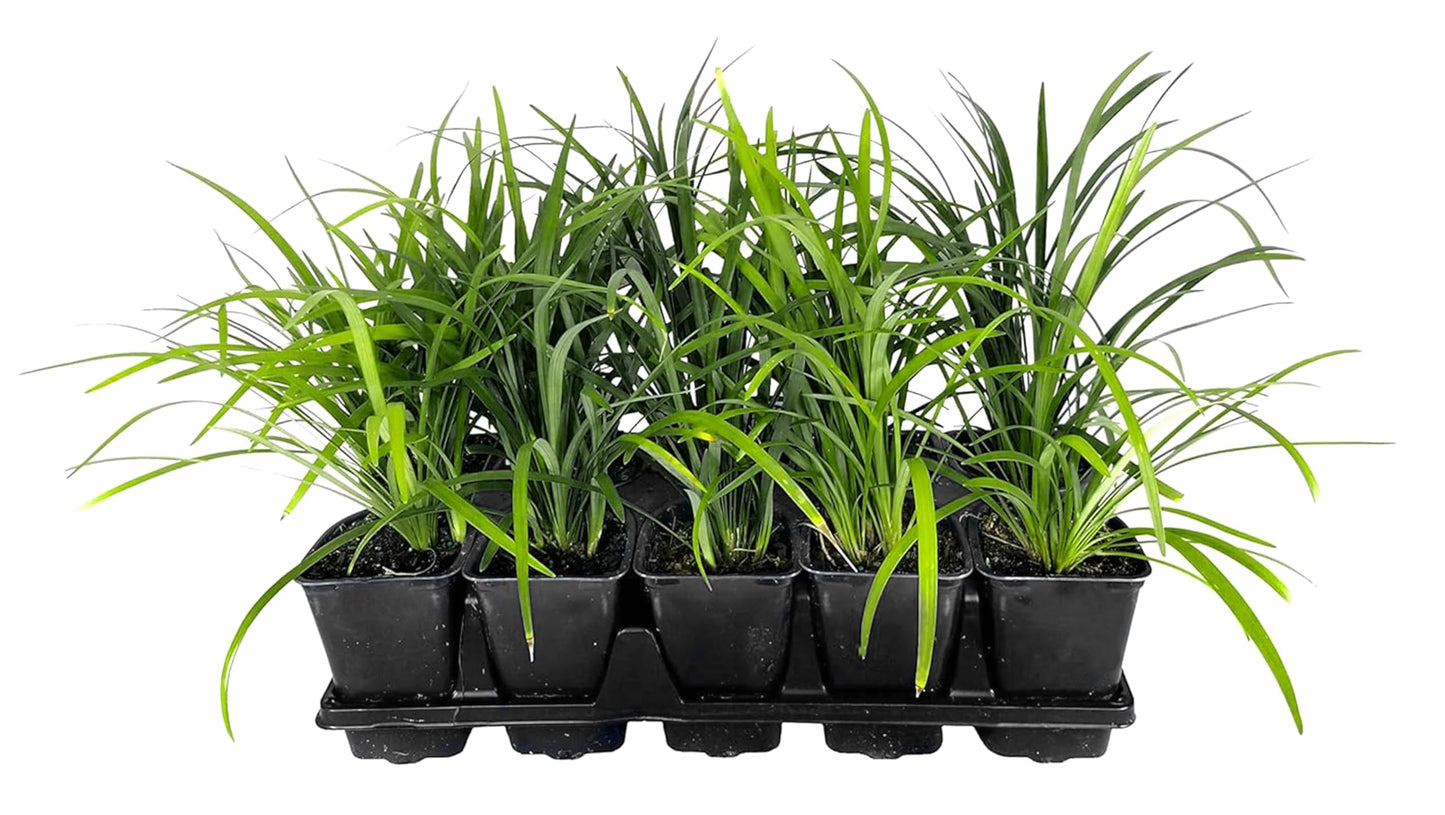 Super Blue Lilyturf - Liriope Muscari - 3 Live 4 Inch Pots - Drought Tolerant Low Maintenance Groundcover Plants
