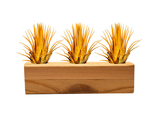 Air Plants 3 Pack - Tillandsia Ionantha - 3 Hole Planter - Organically Enhanced Color - Live Arrival Guaranteed - House Plants for Home Decor & Gift (3Pk + Black Planter) (3Pk Marigold + Tan 3 Hole)
