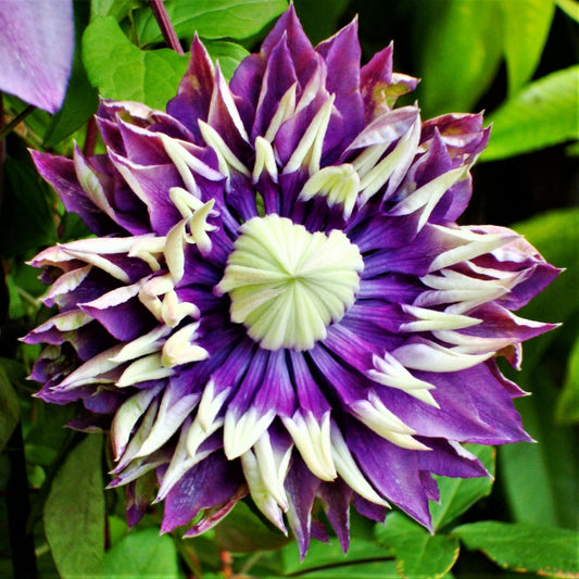 Easy to Grow Clematis Taiga 1 Potted Plant - Established Flowering Vine Rooted in a 4" Quart Pot, Spring Unusual Purple & Green Blooms in Summer