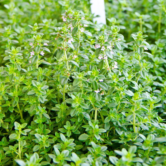 Sets 3 Lemon Thyme Plants, 3-6 Inch Live Lemon Thyme for Planting, Fragrant Culinary Herb for Indoor Outdoor Gardening