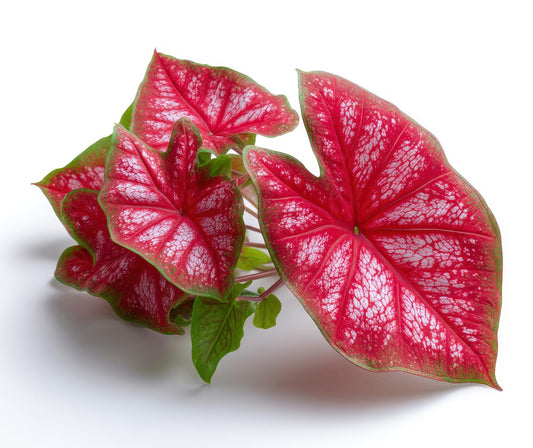 Royal Flush Caladium Bulbs for Planting - Beautiful Spotted Leafs Stand Out - Perennial Hosta, Elephant Ears, Fancy (10 Bulbs)