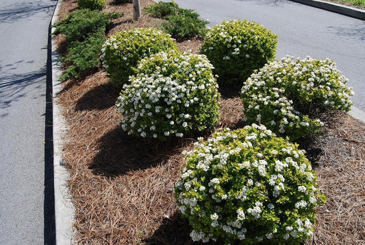 Viburnum Densa | 10 Live Quart Size Plants | Viburnum Obovatum 'Densa' | Compact Evergreen Shrub | Low-Maintenance Privacy Plants for Landscaping