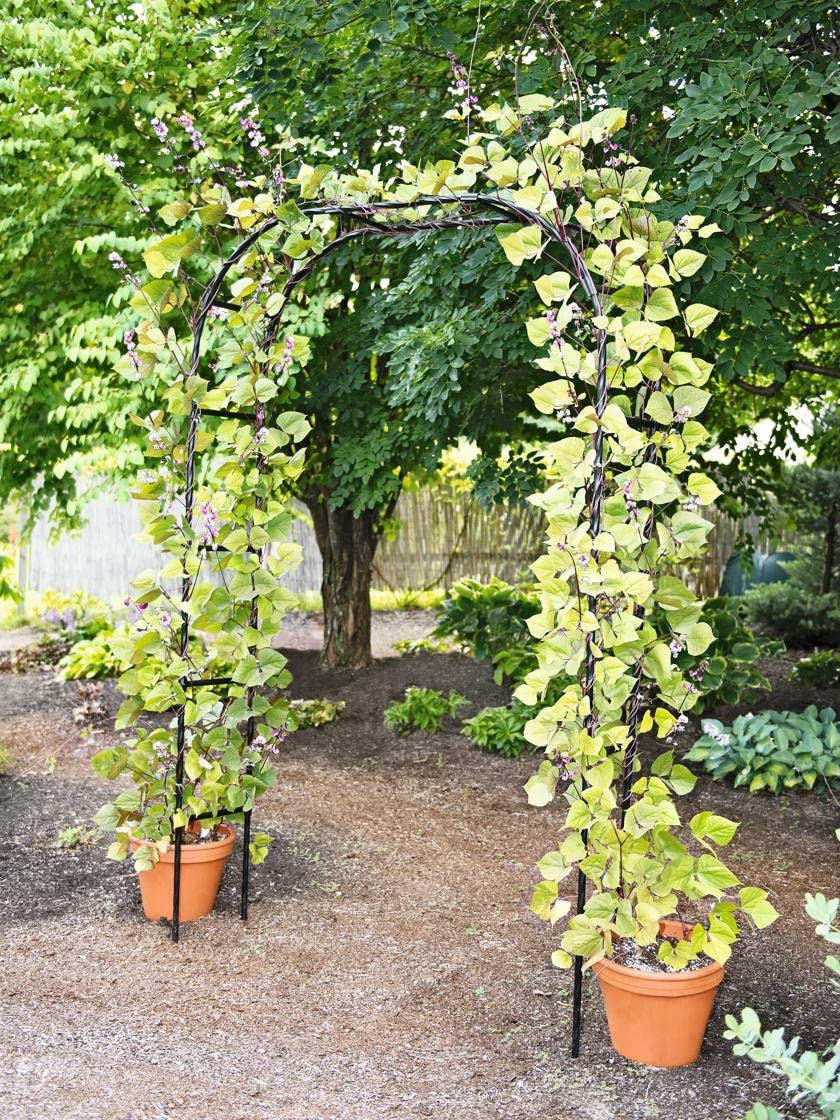 Gardener's Supply Company Titan Arch Arbor Garden Trellis | Sturdy Tall Garden Arch Plant Support for Climbing Plants, Vines and Flowers | Elegant Wedding Entryway & Outdoor Lawn Tower | 96”H x 59”W