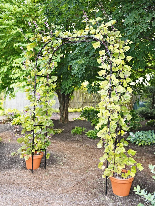 Gardener's Supply Company Titan Arch Arbor Garden Trellis | Sturdy Tall Garden Arch Plant Support for Climbing Plants, Vines and Flowers | Elegant Wedding Entryway & Outdoor Lawn Tower | 96”H x 59”W
