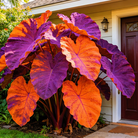 BGNIORT Elephant Ear for Planting/Elephant Ear Vibrant Colors，Landscape Design for Outdoor Gardens and Balconies (6)
