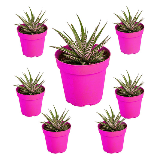 7 Pack Zebra Succulent in 4in Pot - Live Plants Tropical Houseplants | Variegated | USA Growers | The Snobby Leaf