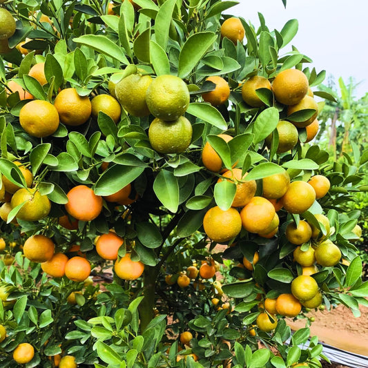 80pcs Calamansi Fruit Seeds for Planting, Fresh Citrus Seeds for Home Garden, Outdoor, and Greenhouse Cultivation